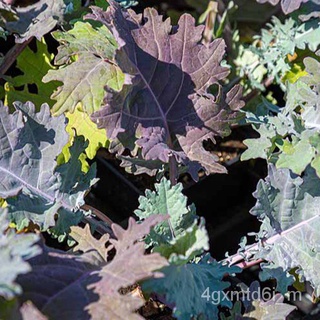 (ผู้ค้าส่งเมล็ดพันธุ์) เคลแดงรัสเซียถูกที่สุด 9 บ. ☘️เมล็ดred russian kale ☘️ปลูกง่าย โตไว อยู่ได้นานผลโตปลูกผักสวนนำเข้