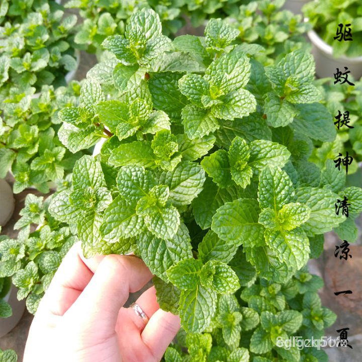 [High Germination] Peppermint Seeds for Planting (100pcs) Potted