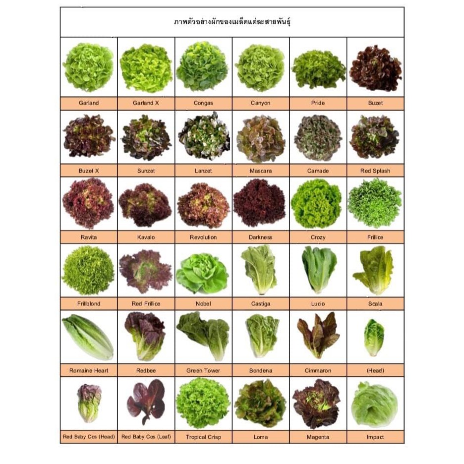 เมล็ดพันธ์ผักสลัด-ยอดกนิยม-ความบริสุทธิ์-99-อัตราการงอ50-เมล็ด-ไม่ใช่พืชที่มีชีวิต