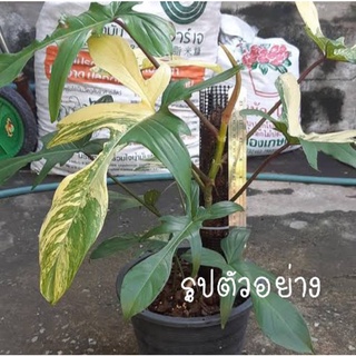 Philodendron Florida beauty ก้ามกุ้ง(ลุ้นด่าง)เพาะเนื้อเยื่อจากแม่พันธุด่างอบให้แล้ว2เดือน