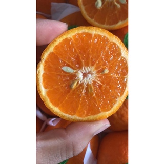 ส้มไต้หวันหวานฉ่ำๆๆลูกใหญ่