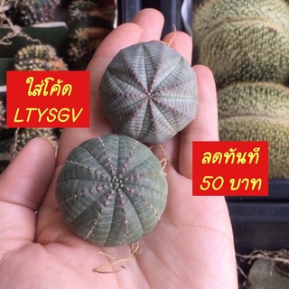 ใส่โค้ด BYJAME100 ลดทันที 10%  [ถูกสุด] Cactus โอเบซ่า 2.5-2.8 ซม กระบองเพชร แคคตัส