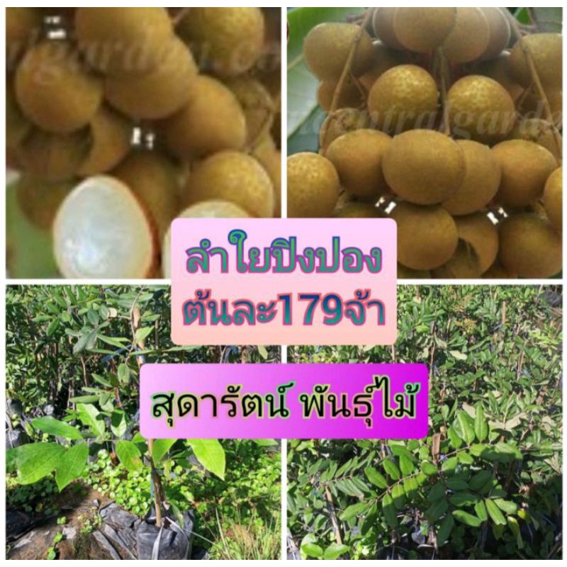 ต้นลำในปิงปอง-ลูกใหญ่หอมหวาน-รับประกันสินค้าชำรุดเครมฟรี