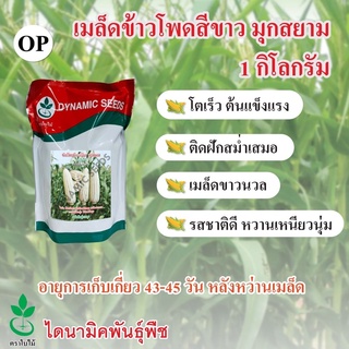 สินค้า เมล็ดพันธุ์ข้าวโพดข้าวเหนียวสีขาว มุกสยาม ตรา ใบไม้ 1 กก. จำนวน 1 ซอง