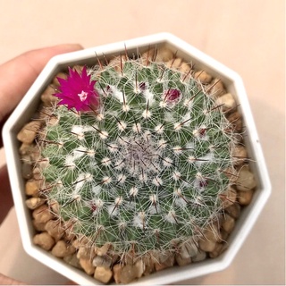 🌵 A Little cactus🌵| กระบองเพชร แคคตัส ฮาเนียน่า