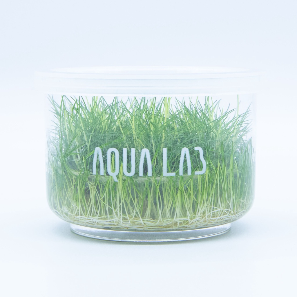 [APC] Eleocharis parvulus mini (แฮร์กลาสมินิ) [ไม้น้ำ - Aquatic Plant ...
