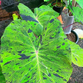 เมล็ดโคโลคาเซียโมจิโต้ Colocasia Mojito บอนด่าง พร้อมชุดเพาะชำ มีเก็บเงินปลายทาง