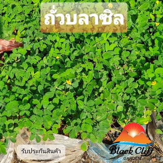 ต้นถั่วบลาซิล (10 ต้น) สวนเขาหมาก blackcliffgarden ถั่วบลาซิล ไม้ปลูกเพื่อความสวยงาม