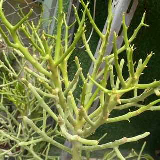 กิ่งสดพญาไร้ใบ หรือยูโฟเบียเขากวาง Euphorbia Stenodena