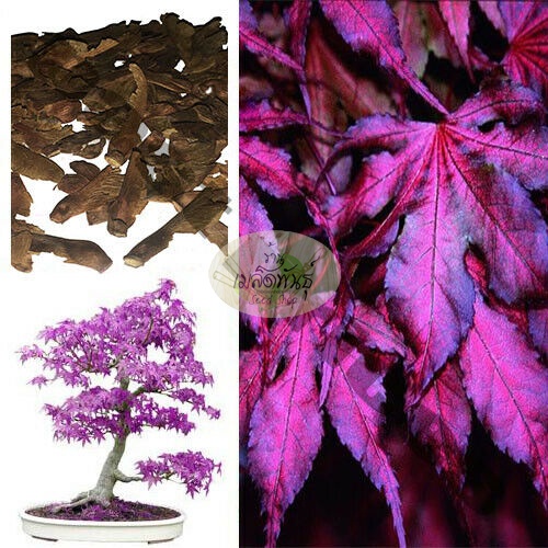 new-japanese-acer-palmatum-purple-ghost-japanese-maple-bons-นี่มันเมล็ดพืช-ไม่ใช่พืช