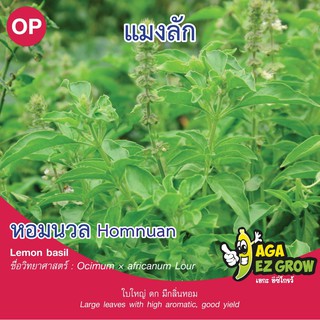 เมล็ดพันธุ์ แมงลัก หอมนวล บรรจุ 0.5 กรัม [โปรโมชั่น ซื้อ10ซอง แถมฟรี 1ซอง]