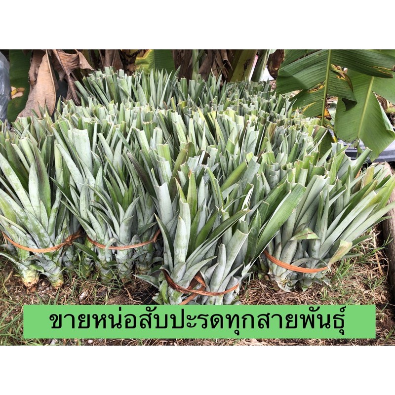 ภาพหน้าปกสินค้าหน่อสับปะรดตราด หน่อสับปะรดฉีกตา หน่อสับปะรดMD2 หน่อสับปะรดปัตตาเวีย หน่อสับปะรด หน่อสับปะรดไต้หวันเบอร์17หรือจิ้นจ้วน