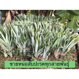 สินค้า หน่อสับปะรดตราด หน่อสับปะรดฉีกตา หน่อสับปะรดMD2 หน่อสับปะรดปัตตาเวีย หน่อสับปะรด หน่อสับปะรดไต้หวันเบอร์17หรือจิ้นจ้วน