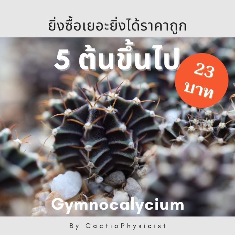 ยิมโน-lb-hybrid-พ่อแม่ดอกชมพู