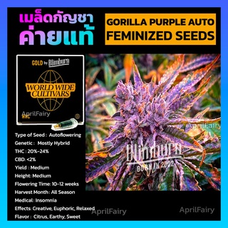 เมล็ดพันธุ์กัญชานอก Gorilla Purple AUTO FEMINIZED กอลิล่า ม่วง ออโต้ เพศเมีย ค่าย Blimburnseeds ของแท้ 100% แบ่งขาย