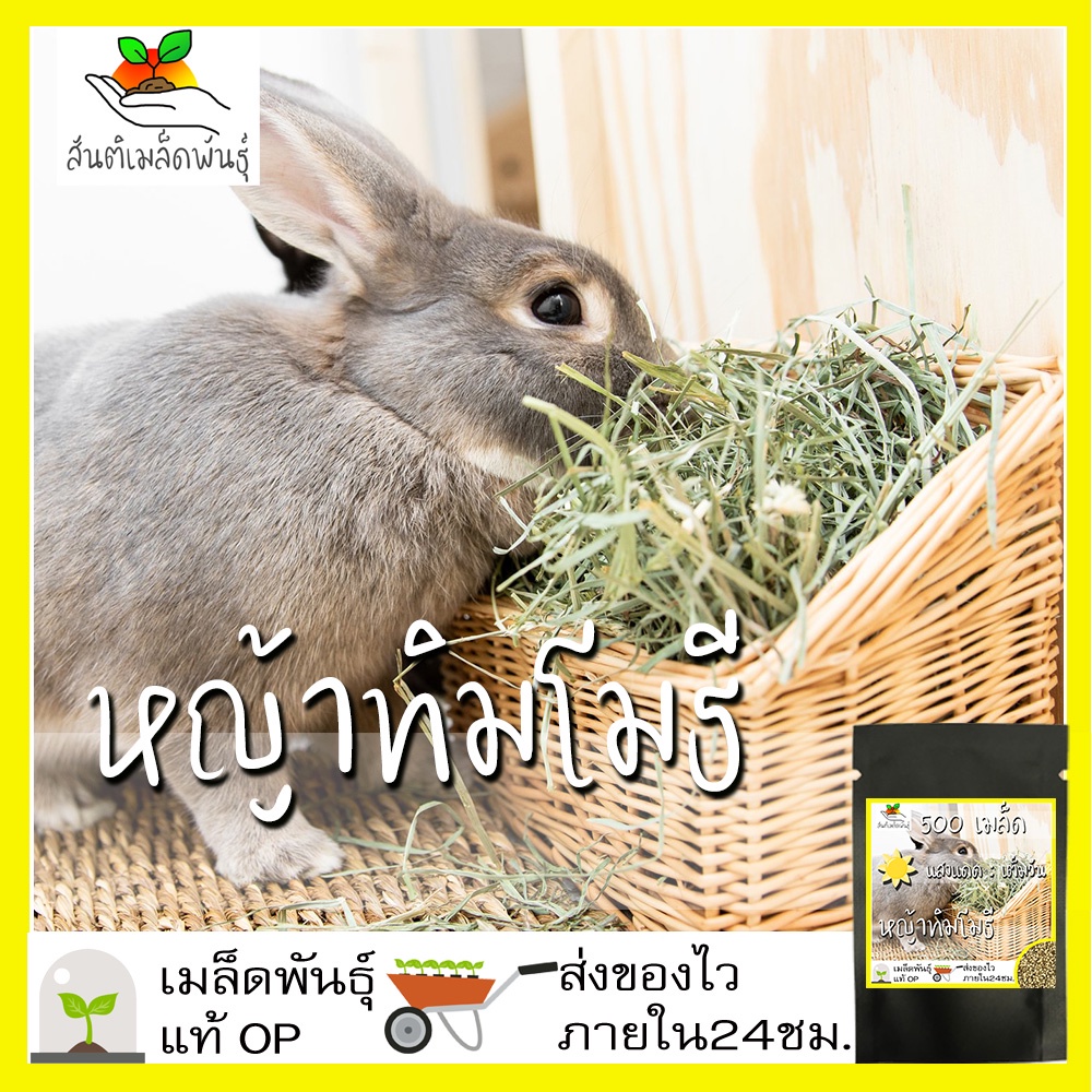 เมล็ดพันธุ์-หญ้าทิมโม-เมล็ด-timothy-grass-seeds-เมล็ดพันธุ์แท้-นำเข้าจากต่างประเทศ-นี่มันเมล็ดพืช-ไม่ใช่พืช