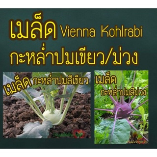 ภาพหน้าปกสินค้าเมล็ด กะหล่ำปมสีเขียว / ม่วง  100เมล็ด Vienna Kohlrabi Seed เมล็ดแท้ นำเข้าจากต่างประเทศ ที่เกี่ยวข้อง