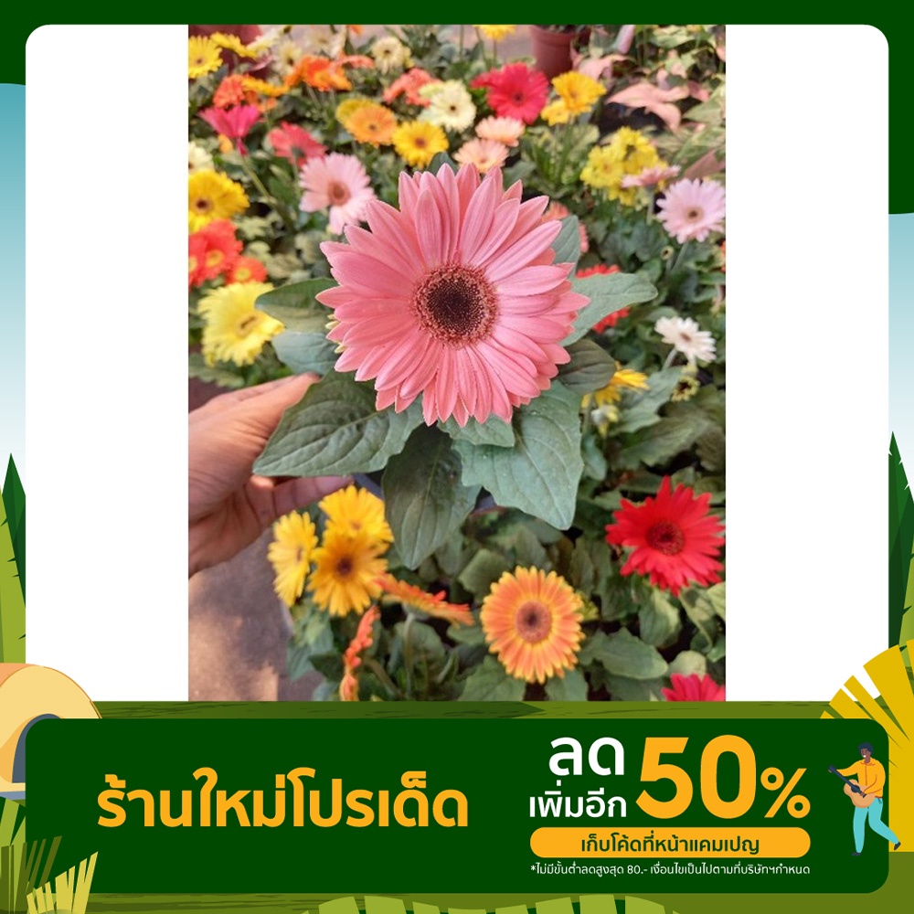 เยอบีร่า-ดอกคละสี-ขนาดกระถาง-6-นิ้ว