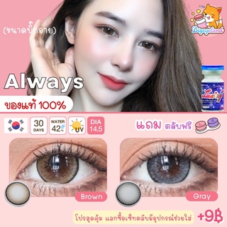 คอนแทคเลนส์ Always Brown / Gray (Luxzy) ขนาดบิ๊กอาย 🦋 สีและลายคล้าย Dreamy