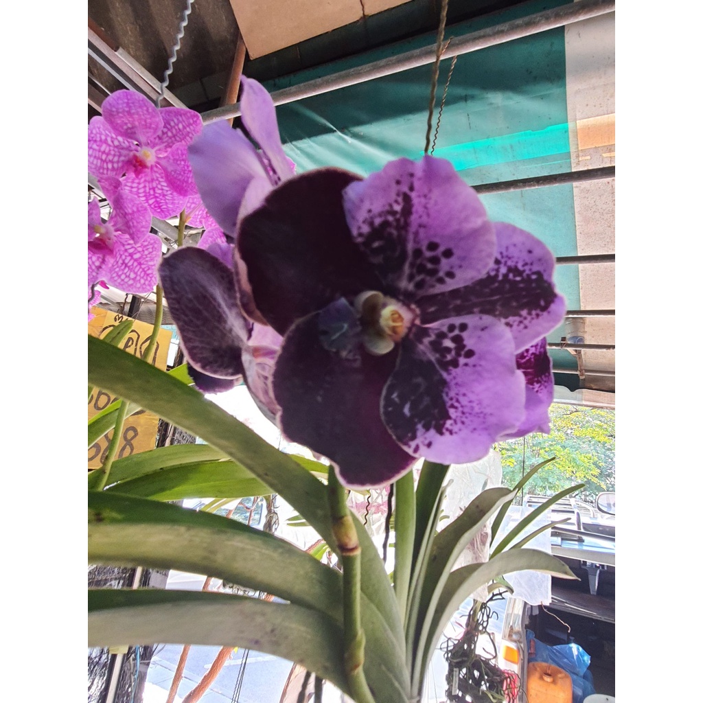 wow-vanda-กล้วยไม้แวนด้า-สีม่วงทูโทน-ออกดอกทั้งปี