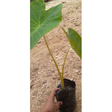 colocasia-บอนลายสีเหลือง-ต้นเหลือง-สวยมาก-ตัดใบส่ง