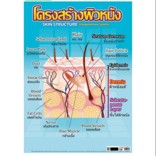 โครงสร้างผิวหนัง EQ-516 โปสเตอร์กระดาษหุ้มพลาสติก