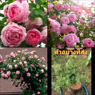 (1ต้น) ดอก ต้น กุหลาบ Constance Spry rose คอนสแตนซ์ สปรี คอนสแตน buncha