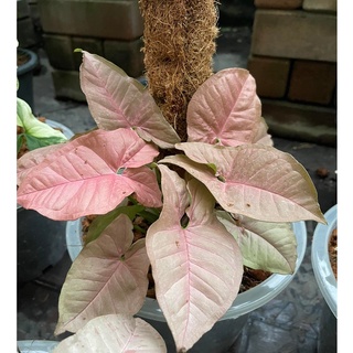 ต้นออมชมพู( PINK SYNGONIUM) ไม้ใบสวยมีสีชมพู น่ารักเลี้ยงง่าย