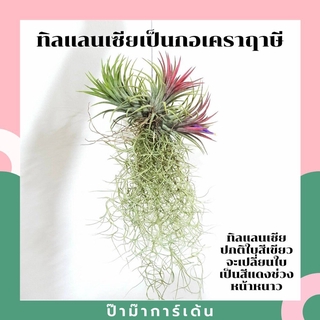 ภาพขนาดย่อของภาพหน้าปกสินค้าทิลแลนเซียเป็นกอใส่เคราฤาษี จากร้าน pamathegardener บน Shopee