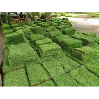 ภาพหน้าปกสินค้าหญ้าญี่ปุ่น สวนเขาหมาก หญ้าจริง หญ้าปูหน้าบ้าน จัดสวนหย่อม ขนาด 50*100 เซ็นติเมตร ที่เกี่ยวข้อง