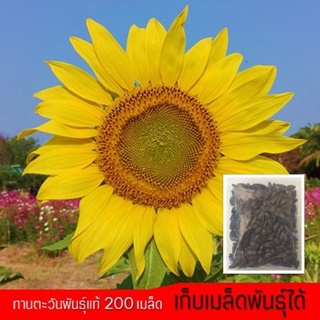 ภาพหน้าปกสินค้าเมล็ดพันธุ์ เมล็ดทานตะวัน ดอกทานตะวัน เมล็ดทานตะวันปลูก เมล็ดดอกทานตะวัน 200 เมล็ด (Sunflower Seeds) ที่เกี่ยวข้อง