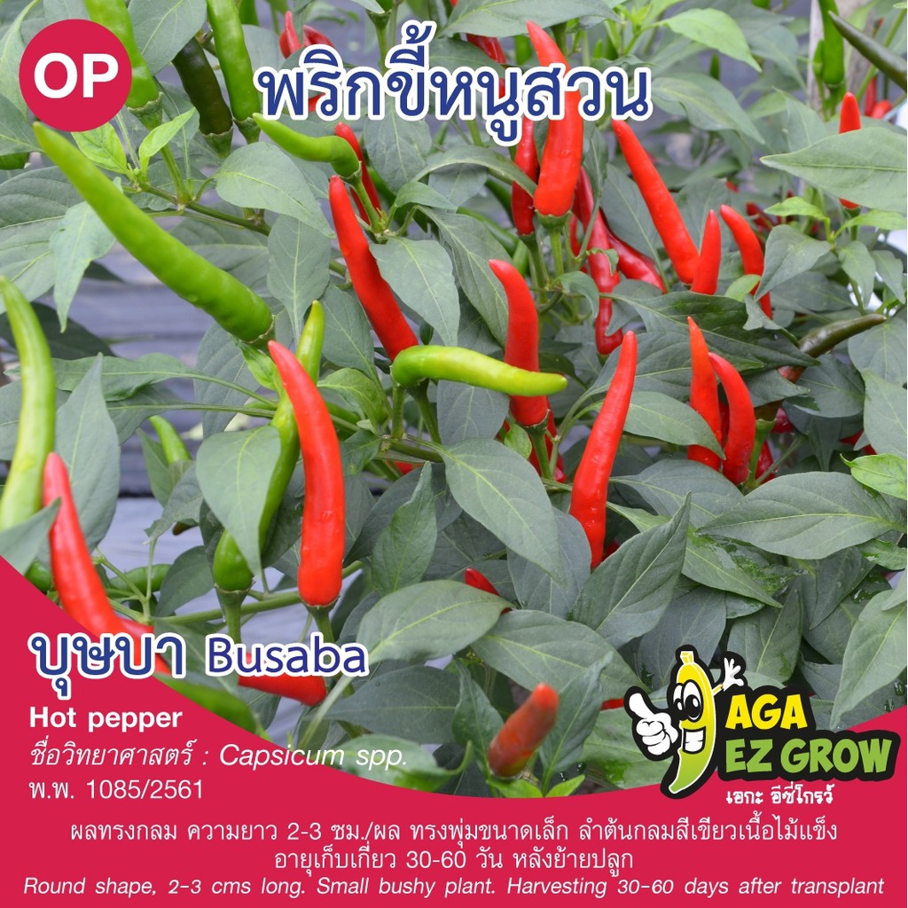 เมล็ดพันธุ์-พริกขี้หนูสวน-บุษบา-บรรจุ-0-4-กรัม-โปรโมชั่น-ซื้อ10ซอง-แถมฟรี-1ซอง