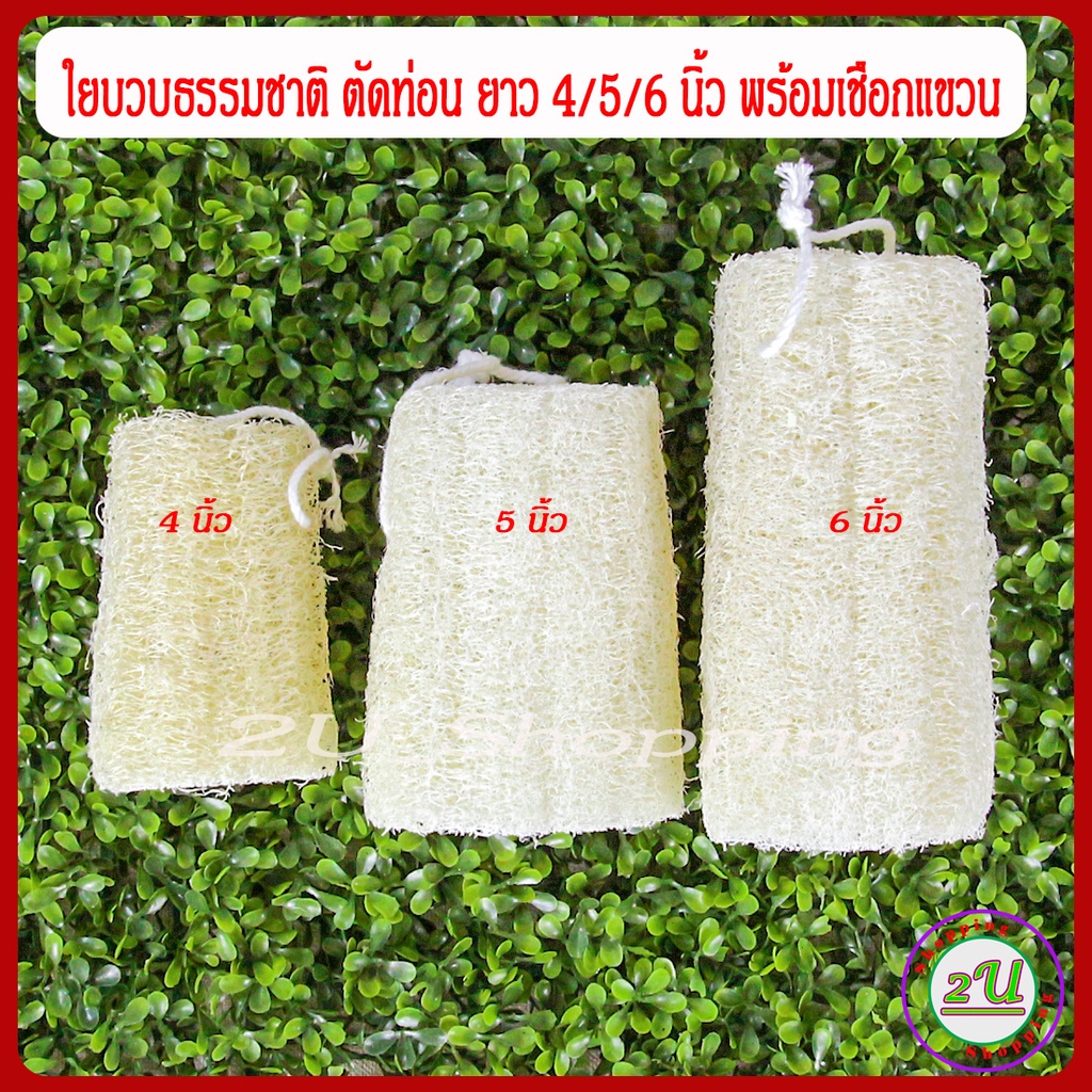 ใยขัดตัว-ใยบวบขัดผิว-ใยบวบขัดตัว-บวบธรรมชาติตัดท่อน-ยาว-4-5-6-นิ้ว-พร้อมเชือกห้อย-natural-loofah-sponge