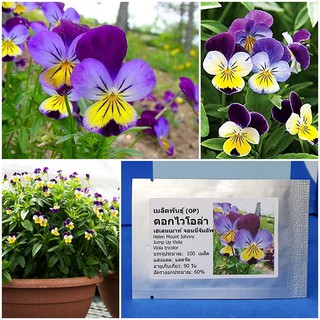 เมล็ดพันธุ์ ดอกไวโอล่า เฮเลนเมาท์ จอนนี่จัมอัพ (Helen Mount Johnny Jump Up Viola Seed) 50 เมล็ด (ไม่ใช่พืชที่มีชีวิต)