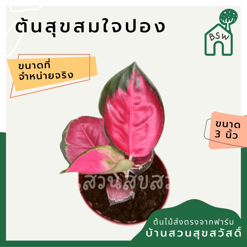 สุขสมใจปอง-ในกระถาง-3-นิ้ว-อโกลนีมา-ไม้มงคล-นิยมให้เป็นของขวัญผู้ใหญ่