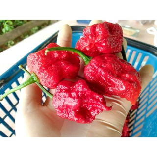 🌶🌶 แคโรไลน่า ริปเปอร์🌶🌶 พริกเผ็ดโหดเหมือนโกรธผัว💥 ผลสด 1 kg. 💥 เมล็ดสามารถเพาะต่อพันธุ์ได้