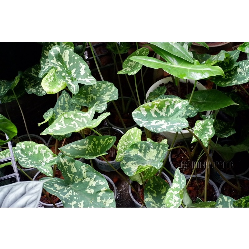 บอนเสือพราน-บอนลายทหารเสือพลาน-บอนทหารเสือพราน-บอนสีเสือพราน-colocasia-hilo-beauty-ขอชมเพิ่มเติมได้