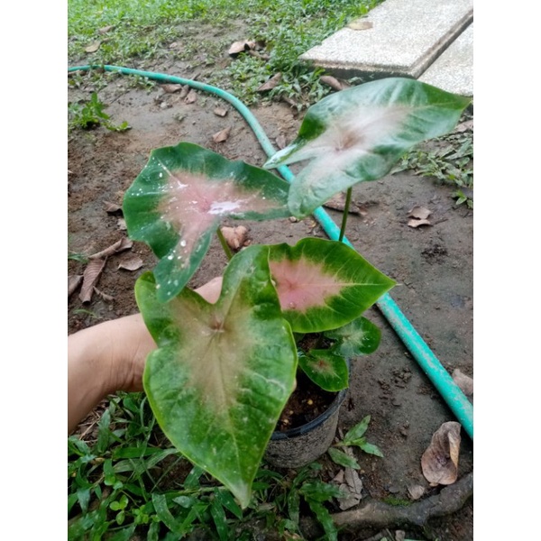 บอนสีช้างเผือกใบบัว-ส่งทั้งกระถาง-ห่อตุ้มส่ง