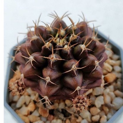 cake-cactus-farm-กระบองเพชร-gymnocalycium-mihanovichii-brown-sugar-ยิมโนสีน้ำตาลทองแดง-บราวซูก้า