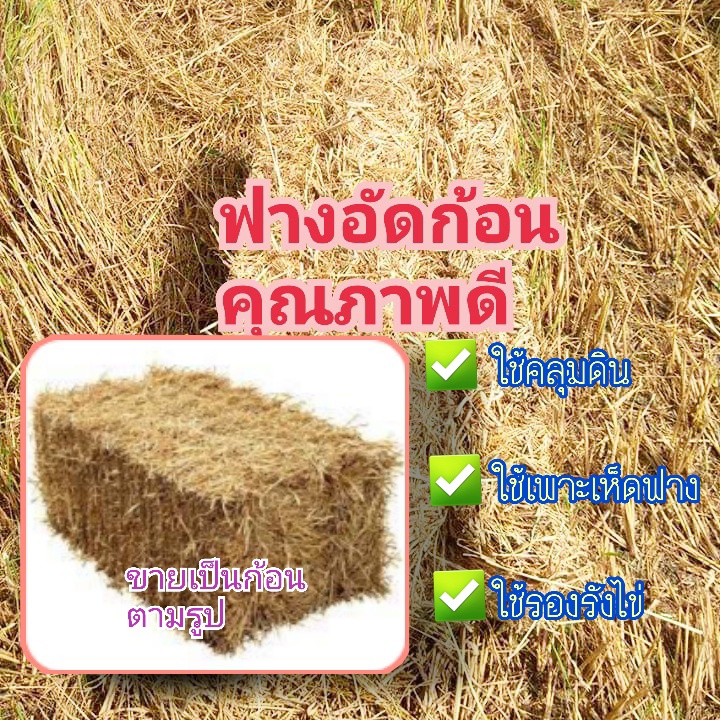 ฟางข้าวอัดก้อน-ฟางข้าว-คุณภาพดี-แห้ง-1-ก้อน-น้ำหนักประมาณ-15-ถึง-18-กิโล