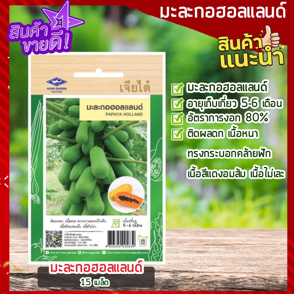เจียไต๋-มะละกอฮอลแลนด์-15-เมล็ด-เมล็ดพันธุ์มะละกอ-holland-papaya-ติดผลดก-เนื้อหนา-เนื้อสีแดงอมส้ม-เนื้อไม่เละ