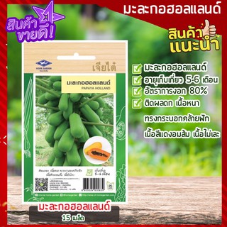 เจียไต๋ 🥑 มะละกอฮอลแลนด์ 15 เมล็ด เมล็ดพันธุ์มะละกอ Holland Papaya ติดผลดก เนื้อหนา เนื้อสีแดงอมส้ม เนื้อไม่เละ