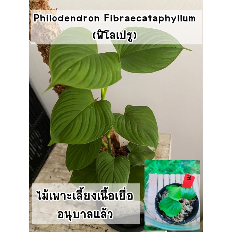 ฟิโลเปรู-philodendron-fibraecataphyllum-ไม้เพาะเลี้ยงเนื้อเยื่ออนุบาลแล้ว