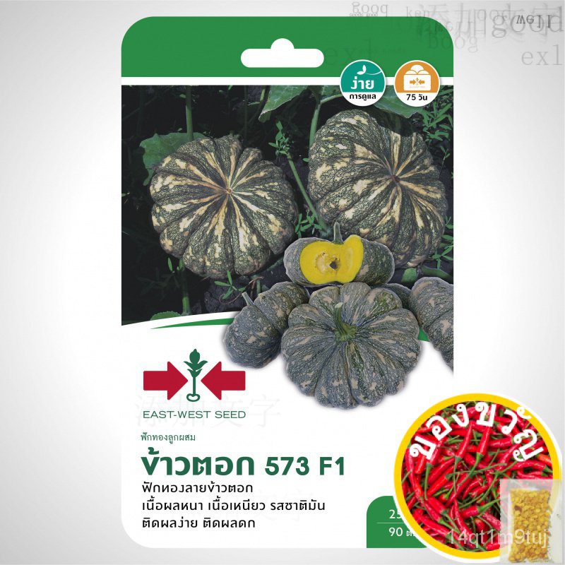 เมล็ดอวบอ้วน100-east-west-seed-เมล็ดพันธุ์ฟักทอง-pumpkin-seeds-ข้าวตอก-573-f1-เมล็ดพันธุ์ผัก-เมล็ดพันธุ์-ผักสวนครัว