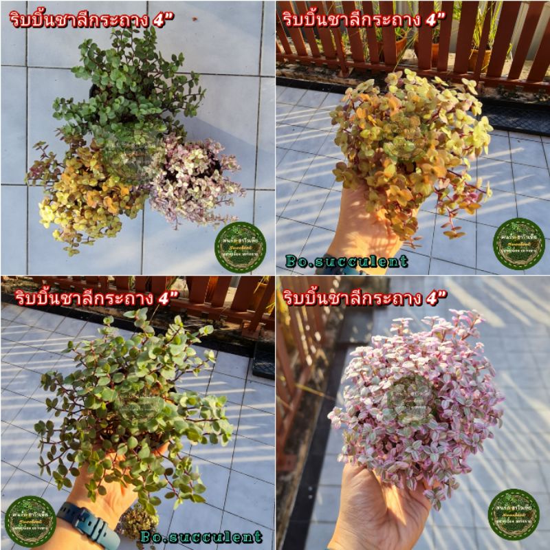 ต้นไม้-ริบบิ้นชาลี-กระถาง-4นิ้ว-ริบบิ้นชาลีสีชมพู-ริบบิ้นชาลีสีทอง-ริบบิ้นชาลีสีเขียว