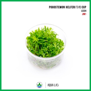 [APC] Pogostemon helferi T/C CUP (ดาวน้อย) [ไม้น้ำ - Aquatic Plant] LC324