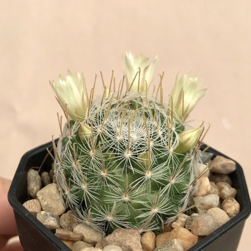 a-little-cactus-กระบองเพชร-แคคตัส-ดูเวอาย