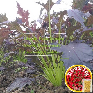 purple crystal vegetable 20 seeds สีม่วงคริสตัลจาน20เม็ดseeds/แอปเปิ้ล/เสื้อ/ผักกาดหอม /ทานตะวัน/เมล็ดพืช/แม่และเด็ก/​​ก