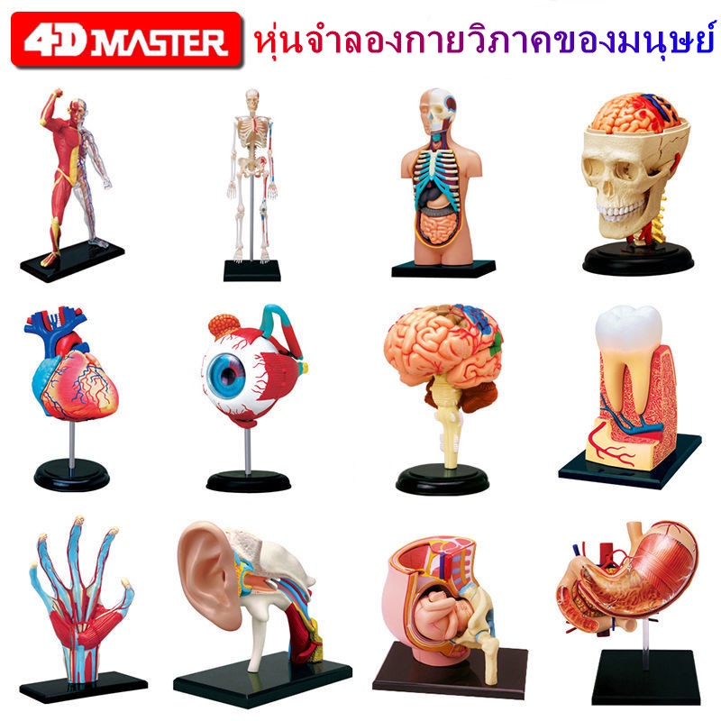 4DMASTER Human Model Anatomical Medical Internal Organs Anatomy ...