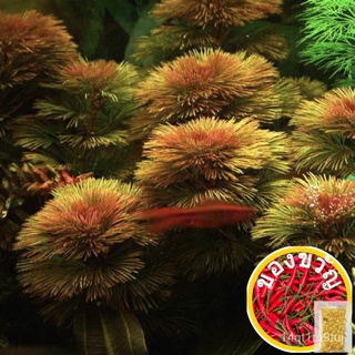 Red Cabomba - 7stems (Aquatic Plant)玫瑰/儿童/帽子/上衣/母婴/木瓜/文胸/手链/通心菜/生菜/ F5GE